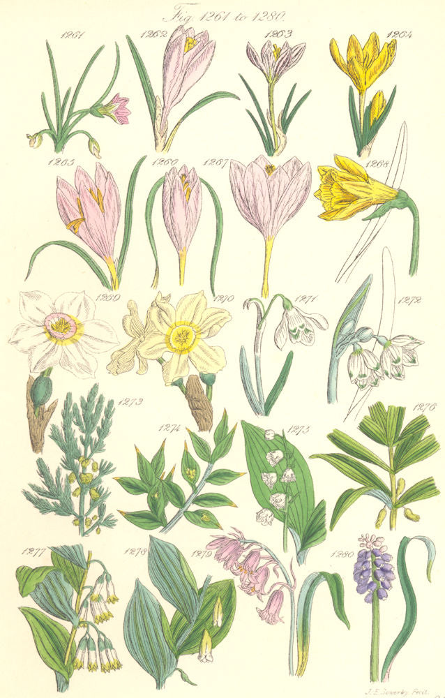 WILD FLOWERS. Crocus Daffodil Snowdrop Asparagus Solomon'sHyacinth. SOWERBY 1890